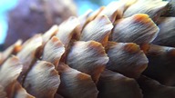 Piękne ujęcia macro