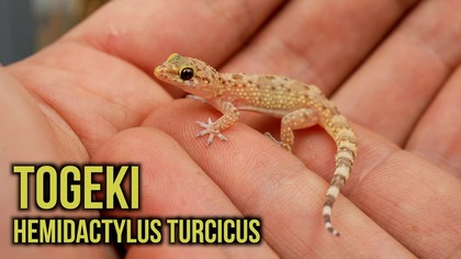 Togeki! Największy słodziak na rewirze  Hemidactylus turcicus