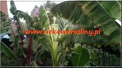 31 Bananowce , miskant kontra wiatr 18 08 2014 , banana trees, miscanthus account wind