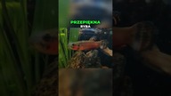 Betta Macrostoma: Przygotowania do nowego domu
