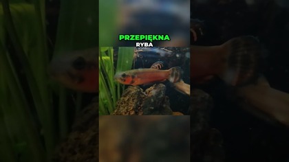 Betta Macrostoma: Przygotowania do nowego domu 