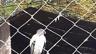 King Condor paired couple at the enclosure  #ZooWarszawa