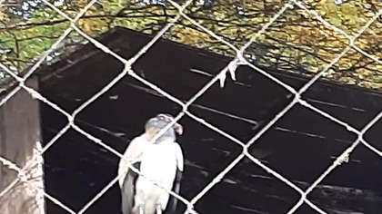 King Condor paired couple at the enclosure  #ZooWarszawa