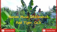 168.  Banan Musa sikkimensis Red Tiger.  Cz. 3 Bardzo szybko rosnący banan w Pl