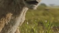 Mufasa: Król Lew - Zawsze chciałem mieć brata 1/4 #mufasakróllew #króllew #disney #mufasa #taka