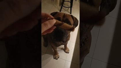 Orion zgadza się ze mną, że snacki po 22 smakują najlepiej  #boerboel #mastiff #malta