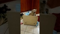 Czy ja wam nie przeszkadzam w zabawie?  #shorts #pies #psy #funny #funnydogs #dog