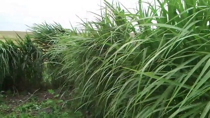 Miskant olbrzymi - Miscanthus giganteus podczas wiatru cz.  2