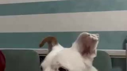 A tym czasem, Piesek Biały , pilnuję kuchni.