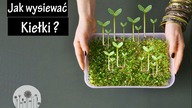 Wyhoduj własne jedzenie w 7 dni! Jak wysiewać nasiona na kiełki na 3 różne sposoby