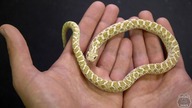 Przegląd KLUSECZEK! ile urosły moje węże? Pyton, Heterodony, Lampropeltis