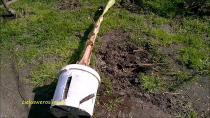 134.  Sadzenie bananów musa basjo z wiadrami do gruntu.  30 04 2016R
