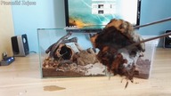 Przekładanie samicy Pterinochilus murinus usambara oraz aranżacja terrarium