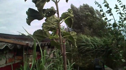 32 Paulownie puszyste podczas wiatru , paulownia and the wind 18 08 2014