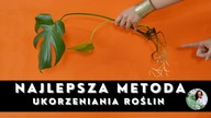 Najlepsza i najszybsza METODA ukorzeniania ROŚLIN DOMOWYCH
