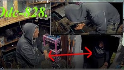 Odc-828-Jak wysiać nasiona egzotyków(bananów). Znowu to samo  (Brat klon)