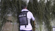 2 tys.  krzewów konopi w Gorzowie Wielkopolskim
