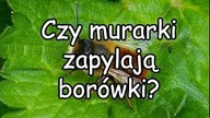 Czy murarki zapylają bor&oacute;wki? + pszczoła miodna