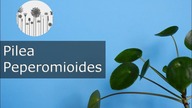 Pilea peperomioides - pieniążek. Hodowla, uprawa, wymagania, pielęgnacja