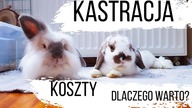 KASTRACJA KRÓLIKA