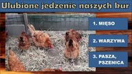 Ulubione jedzenie kur.  - Czy myślicie, że to jakaś mieszanka pasz?
