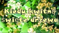 Kiedy kwitną święte drzewa