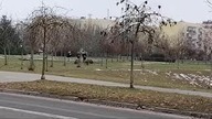 Dziki w Parku Górczyńskim w Gorzowie