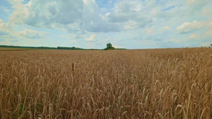 Transport yourself with us to the edge of a golden wheat field on a warm summer day. This video is a sound journey to the heart of the Polish countryside, a place full of peace and a carefree, holiday atmosphere.

Listen to the hypnotic melody of thousands of crickets, accompanied by the gentle rustle of wind in the ripe wheat stalks. This authentic recording, full of warmth and natural sounds, is the perfect background for relaxation, meditation, or as a moment of respite during the day.

THIS RECORDING IS PERFECT FOR:
 RELAXATION & STRESS REDUCTION: Feel the carefree atmosphere of summer and let this sound wash away all your tension.
 DEEP FOCUS: The natural, calm sound creates the perfect background for work, study, or reading, helping to block out distractions.
 IMPROVING MOOD: The joyful, natural sounds of summer have a proven relaxing and mood-boosting effect.
 MEDITATION: Immerse yourself in the simplicity of this sound to find inner silence and peace.
 FEELING CLOSE TO NATURE: Experience the magic of a Polish summer, wherever you are.

Recorded On / Gear Used:
Camera: Panasonic Lumix S5
Audio: RODE NT5 (stereo pair) + Zoom F3
Nature Sounds Therapy is your source for authentic, high-quality nature recordings.

 Listen to our podcast on Spotify:
 https://open.spotify.com/episode/5HFbQhxb4bzySRkLYbMPJx?si5xj7JXR-Ttu96rpkx_WMgA

 Download recordings in the highest quality on Patreon:
 https://patreon.com/NatureSoundsTherapy

 Also find us here:
 Castbox.fm: castbox.fm/app/castbox/player/id6655900
 Amazon Music: https://music.amazon.com/podcasts/3b4db07f-cd51-421d-9286-2831301d347e/forest-ambience-relaxing-birdsong-for-sleep-and-meditation

We Care About Your Peace and Safety

Your well-being is important to us, so please remember a few key guidelines. These recordings are meant to bring you comfort and relaxation, but they are not a substitute for professional medical care. If you struggle with insomnia, anxiety, or tinnitus, consulting a doctor is the best course of action.

Please also listen responsibly. Ensure the volume is at a safe level, and never listen while driving or operating machinery. Lets protect the hearing of our youngest listeners as well.

© Nature Sounds Therapy, 2025