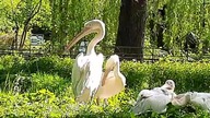 Pelecanus onocrotalus (zoo i Warsaw)