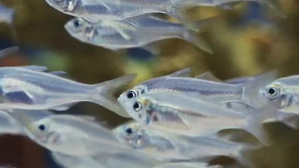 Kanibalizm wśród zwierząt  Niewiarygodne! #ciekawka