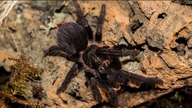 Przekładanie Phormictopus auratus - ptasznik złocisty !