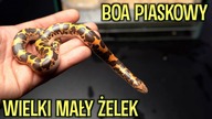 Nowe szkiełka prostych w hodowli węży! King Corn Snake, Eryx colubrinus