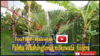 #306- Palma Washingtonia nitkowata- filifera.  Uprawa od sadzonki.