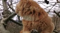 Eryk #mainecoon #cat #three #shorts