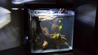 Zakładanie 14l akwarium -  Low tech.