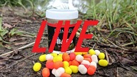 LUŹNE ROZMOWY WĘDKARSKIE W UPALNY DZIEŃ - LIVE