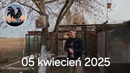 W Garden kuRaż * Wykluł się gołąbek diamentowy * 05.  04.  2025