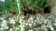 tegenaria domestica eating #2