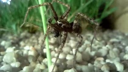 tegenaria domestica eating #2