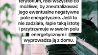 Kot chroni Twój dom przed duchami #ezoteryka #magic #kota
