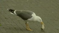 Co ona połyka ???