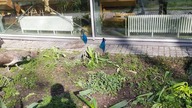 Peafowl (Pavo cristatus) males & two females 