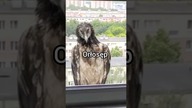 Orłosęp