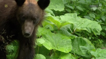 Półwysep Shiretoko.  Dzika Japonia - Gift from the Ice - Japans Wild North (2024) 