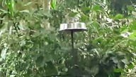 Brahminy & White Shouldered Starlings feeding