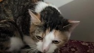 the cat just knows 