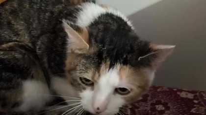 the cat just knows 
