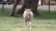 goats / kozy # 1