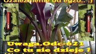 Odc-621. Kiedy zacząłem przygodę z egzotyką, o cytrusach, ensete green uratowany. Uwaga ten kanał.