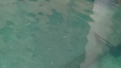 Co to za rybki ... ? #rybki #ryby #morze #woda #pływanie